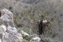 13JoshuaTree - 70